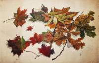 Этюды с осенними листьями