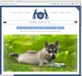 Питомник Аляскинские кли каи или мини хаски