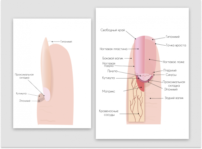 Инфографика ногтей