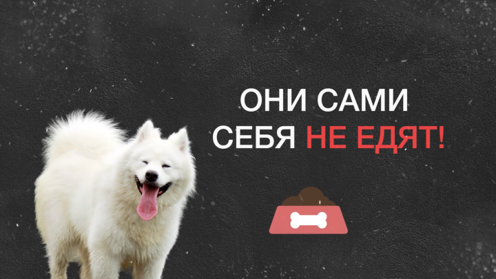 Самоед