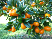 Кумкват (кинкан)