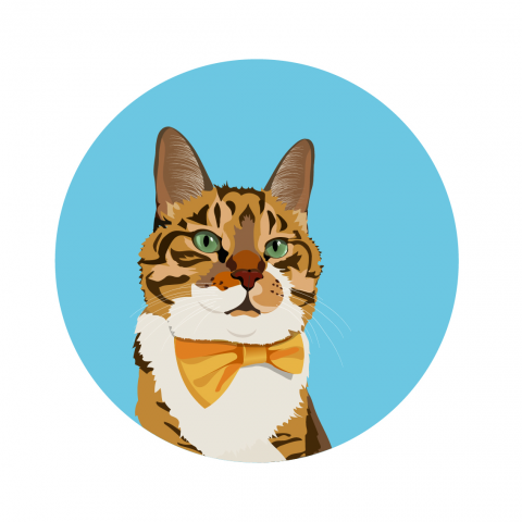 Портрет кота