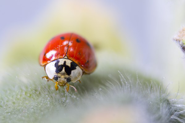 Ladybug