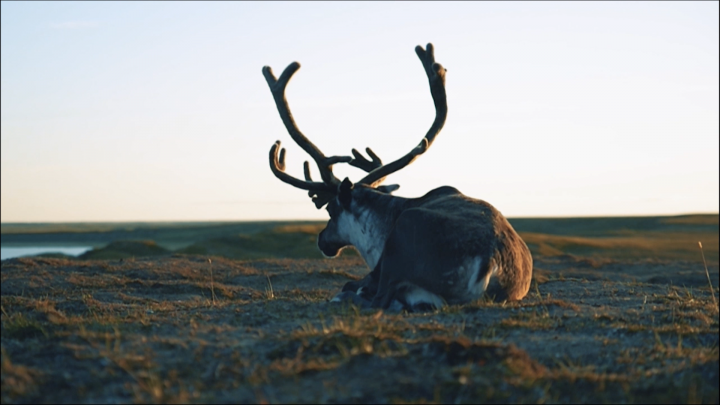 Видео монтаж съемок Ямала