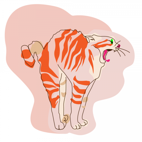 рыжий кот