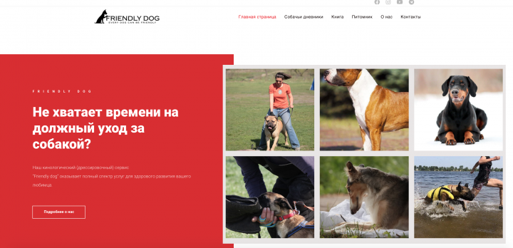 Friendly Dog