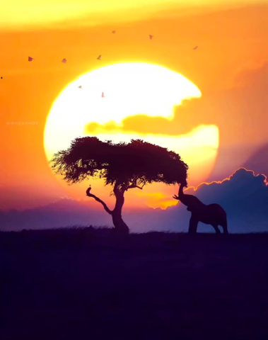 Africa Dreams