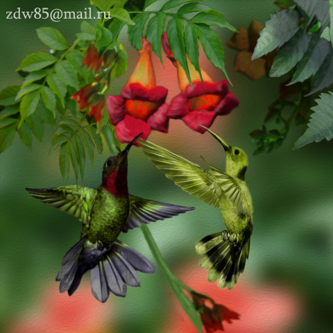 Калибри и цветы