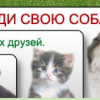 Найди свою собаку!