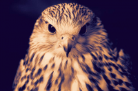 Desert Falcon сокол пустыни