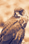 Desert Falcon сокол пустыни