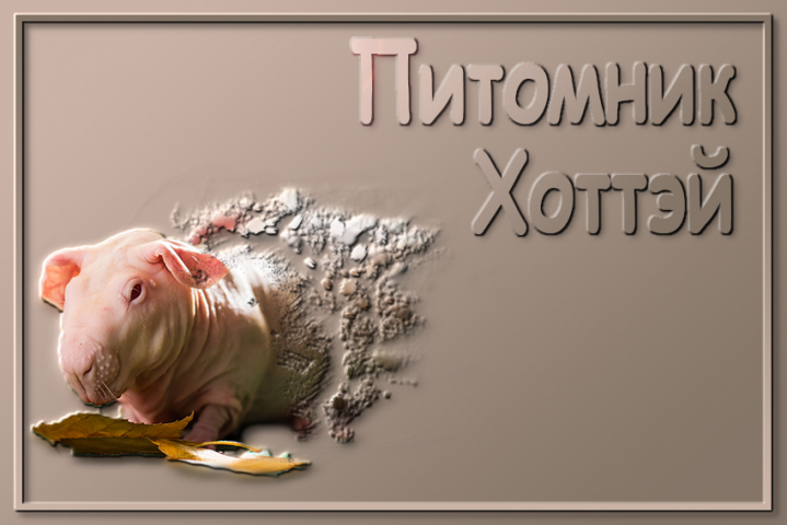 питомник Хоттэй