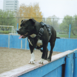 одна из страниц на сайте - fotogrand.jimdo.com