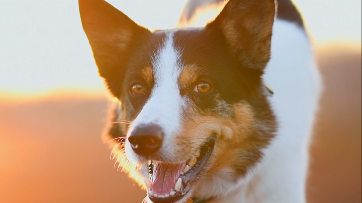 Woof