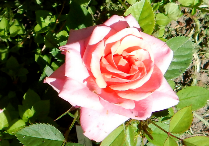 розовая роза