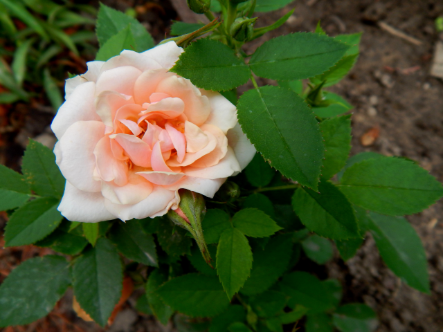 абрикосовая роза