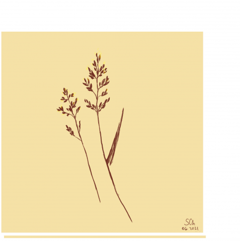 plant illustration