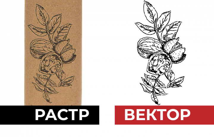 Рисунок орехов в векторе