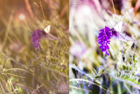 Цветокоррекция