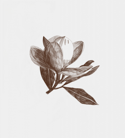 Magnolia