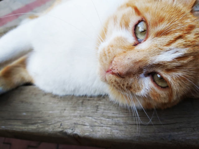 Кот