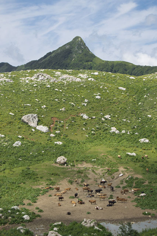 Лужайка в горах