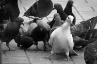 ёу, глядите пацаны - ща типа ещё птичка вылетит!