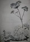 укропчик