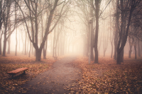 Туманное утро