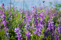 полевые цветы