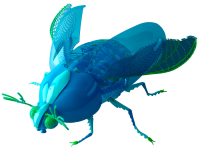insect