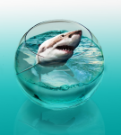 Работа 2455391