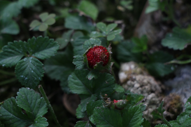 дикая малина