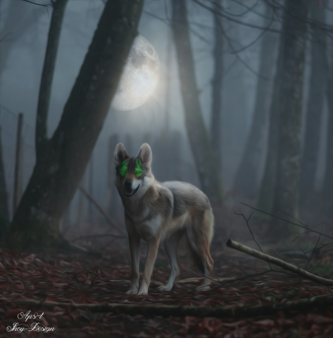 wolf
