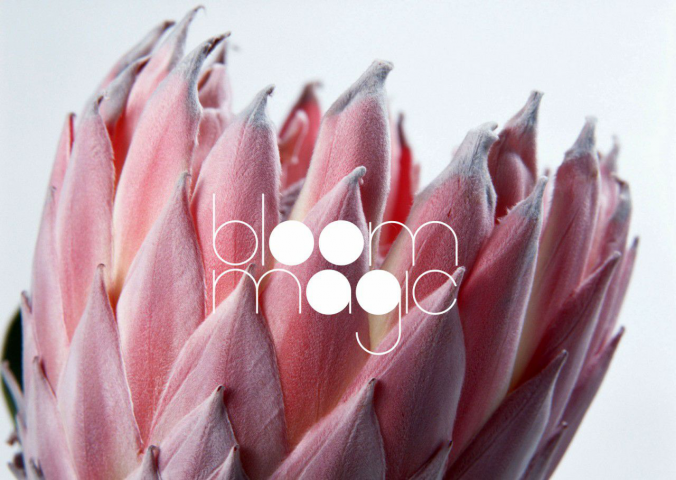 Bloom magic logo