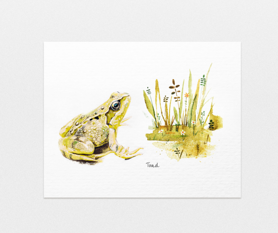 Toad