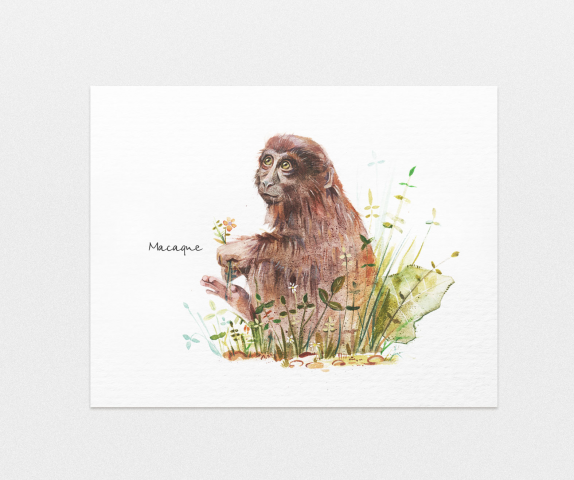 Macaque