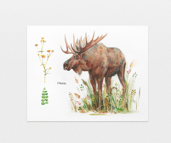 Moose