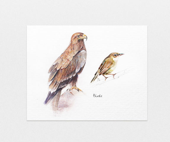 Birds