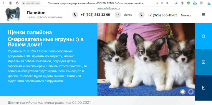 Сайт собак породы папийон