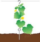 схема подвязки огурцов