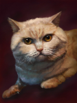 Портрет котика