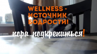 Вирусный ролик для проекта "WellUp.me"