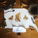 Осенние листья