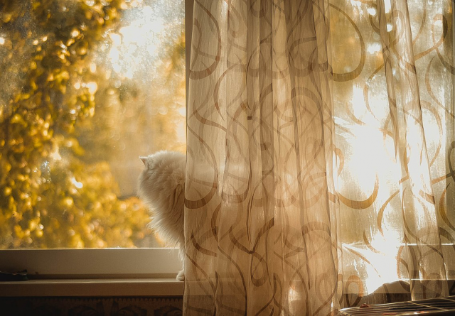 Кот