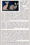 Инопланетная кошка канадский сфинкс