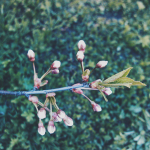 Работа 2897506