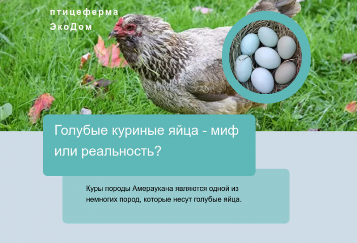 Птицеферма Экодом