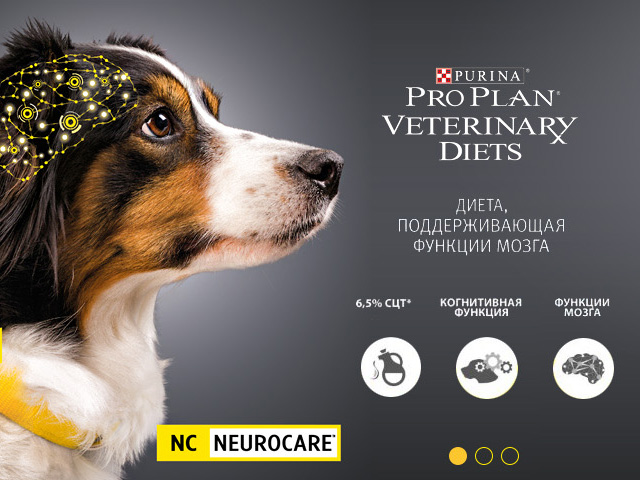 Дизайн интернет-магазина "ГавГав" - зоомагазин