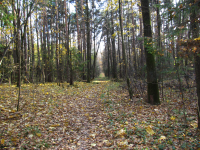 Осенний лес